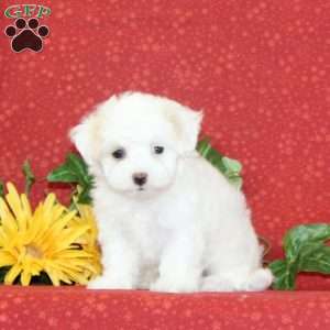 Poppy, Maltipoo Puppy